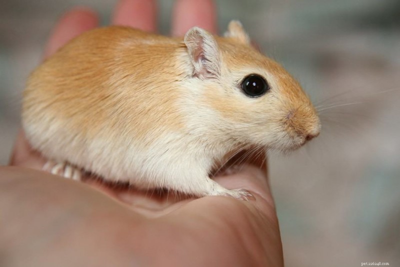 Can Gerbils Safely Include Celery in Their Diet?