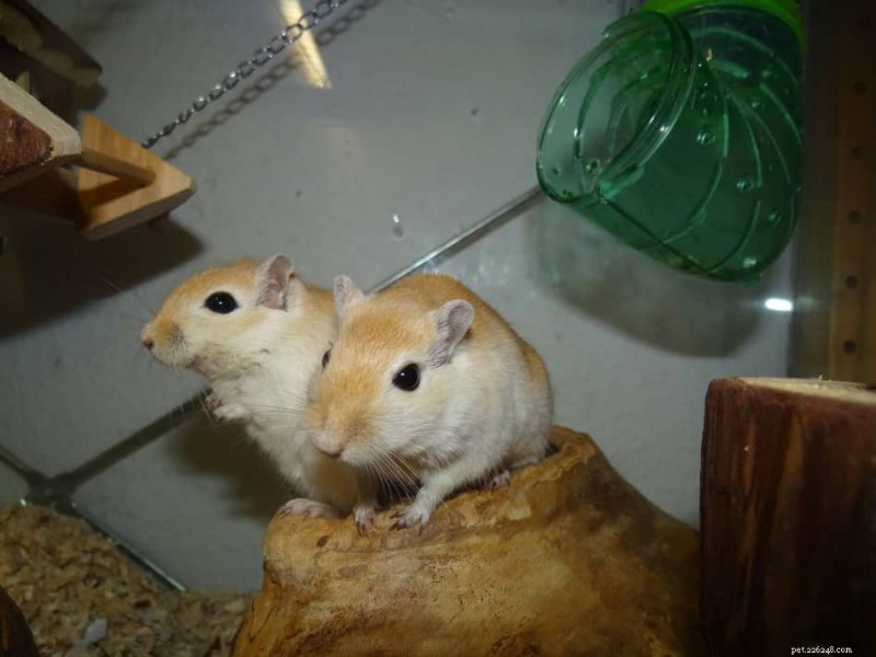 Can Gerbils Safely Include Celery in Their Diet?