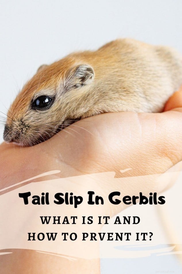 Tail Slip in Gerbils: Causes, Symptoms, and Prevention