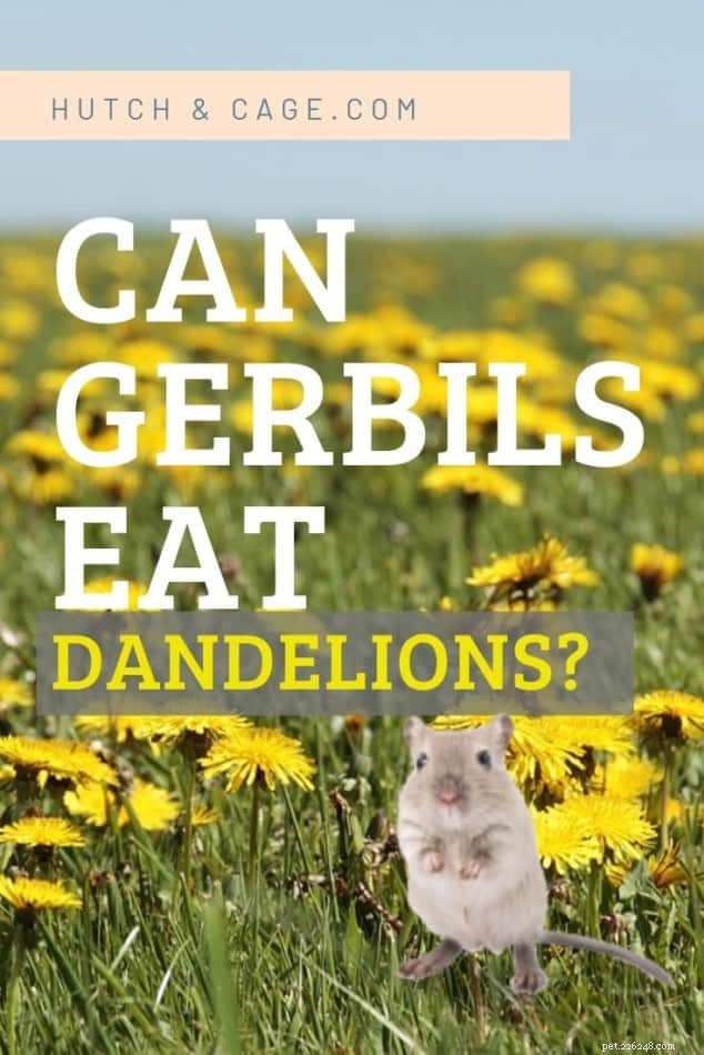 Can Gerbils Safely Eat Dandelions? A Guide to Healthy Plant Snacks