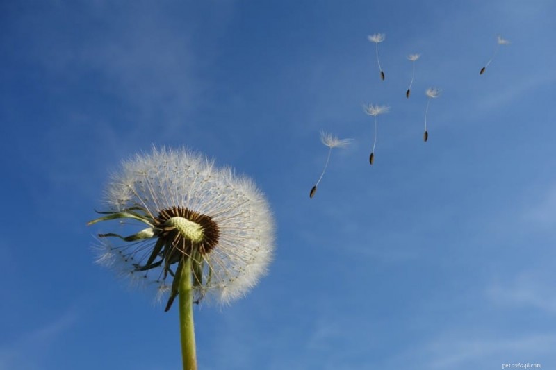 Can Gerbils Safely Eat Dandelions? A Guide to Healthy Plant Snacks
