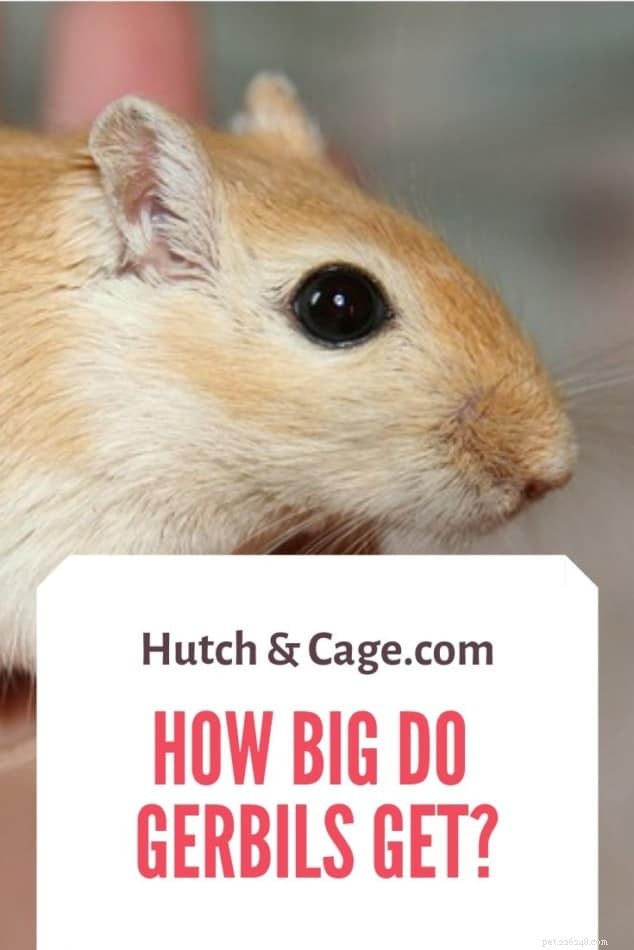 How Big Do Gerbils Get? Size, Growth, and Lifespan Explained