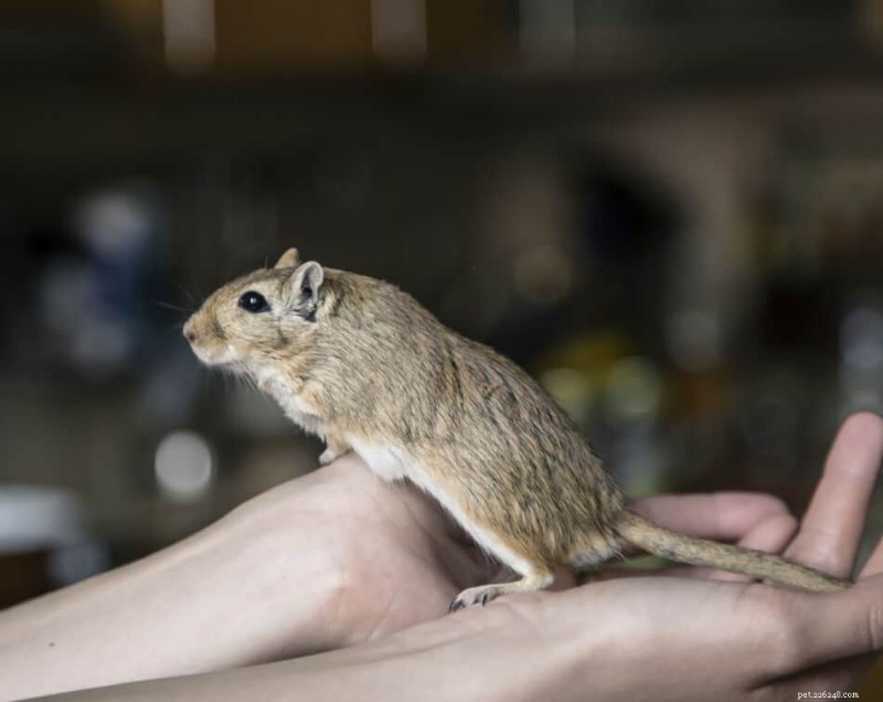 Do Gerbils Enjoy Being Held? Expert Tips for Safe and Bonding Handling