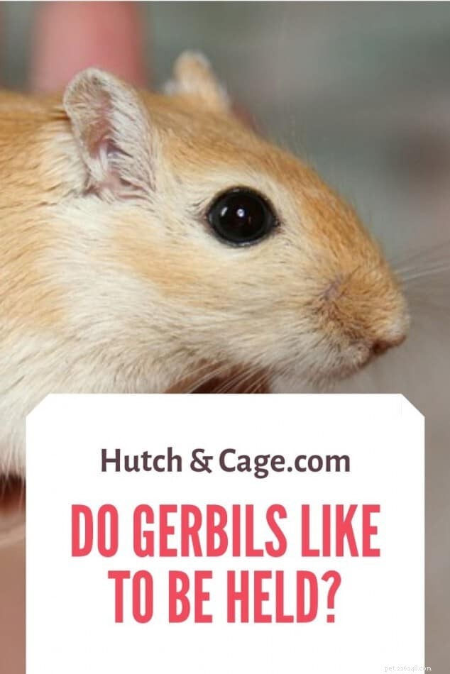 Do Gerbils Enjoy Being Held? Expert Tips for Safe and Bonding Handling