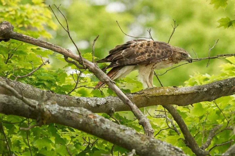 15 U.S. Hawk Species – Their Habitats, Diets, and Iconic Features