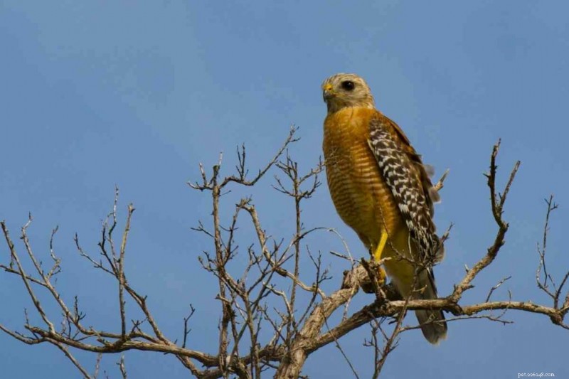 15 U.S. Hawk Species – Their Habitats, Diets, and Iconic Features