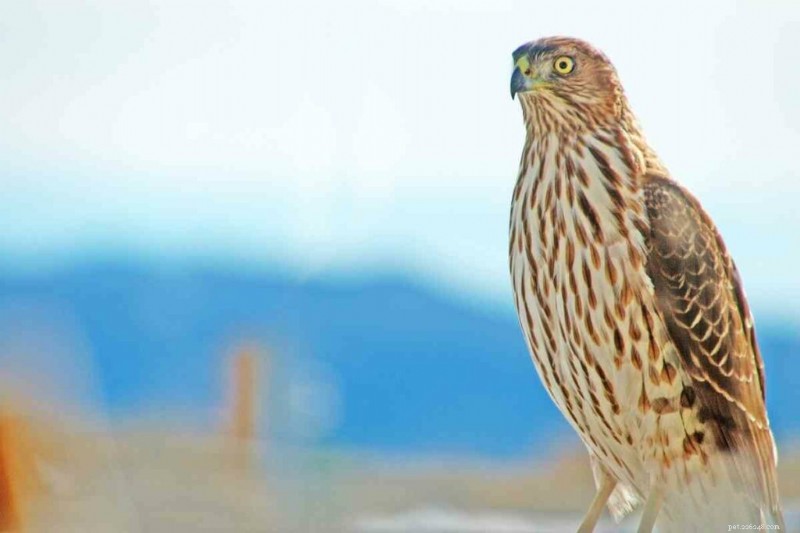 15 U.S. Hawk Species – Their Habitats, Diets, and Iconic Features