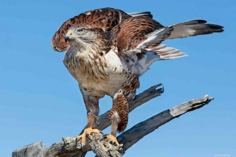 15 U.S. Hawk Species – Their Habitats, Diets, and Iconic Features