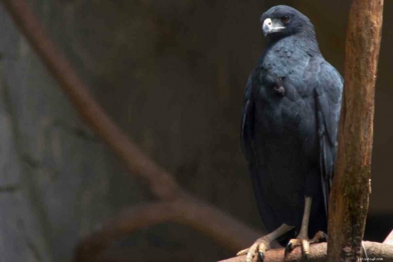 15 U.S. Hawk Species – Their Habitats, Diets, and Iconic Features