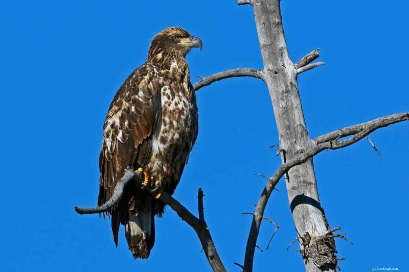 15 U.S. Hawk Species – Their Habitats, Diets, and Iconic Features
