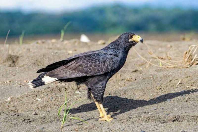 15 U.S. Hawk Species – Their Habitats, Diets, and Iconic Features