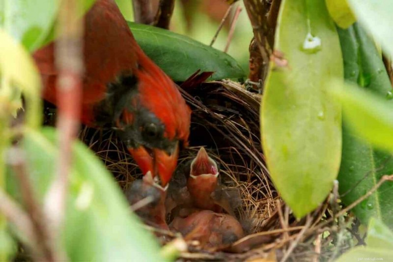 What Do Baby Cardinals Eat? A Complete Guide to Their Young Birds  Diet