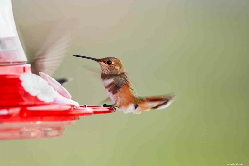 How Hot Is Too Hot? Managing Hummingbird Nectar Safely in Summer