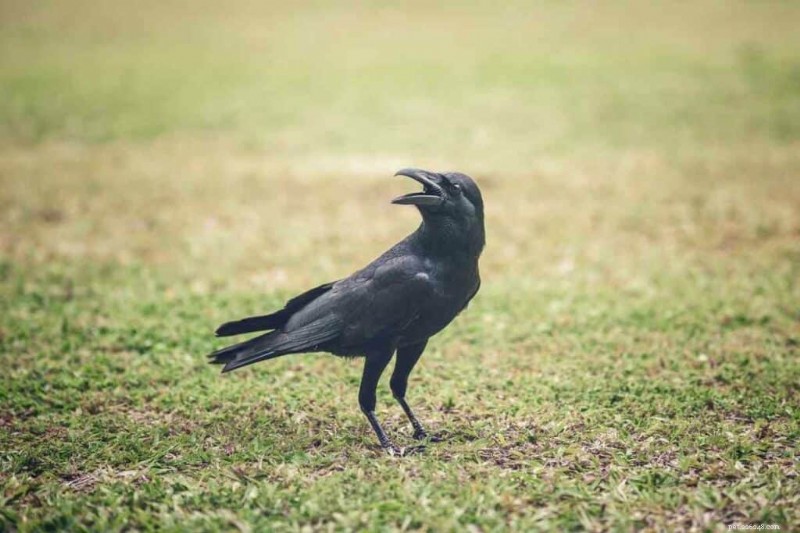 Do Crows Attack Pigeons? Understanding Crow Behavior and How to Coexist