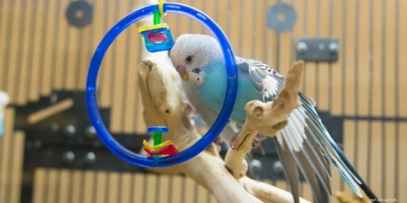 How Many Perches Does Your Bird Need? Expert Guide to Optimal Perch Selection