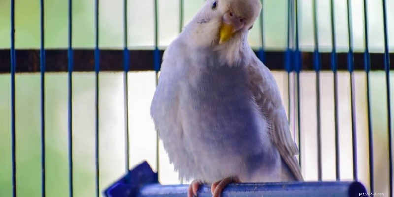 How Many Perches Does Your Bird Need? Expert Guide to Optimal Perch Selection