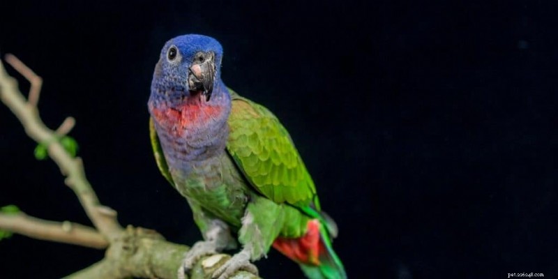 Top 5 Family‑Friendly Parrots: Choosing the Perfect Feathered Companion