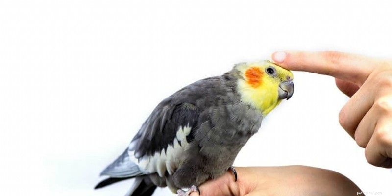 Top 5 Family‑Friendly Parrots: Choosing the Perfect Feathered Companion