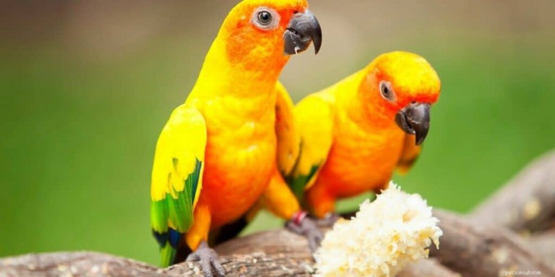 Top 5 Family‑Friendly Parrots: Choosing the Perfect Feathered Companion