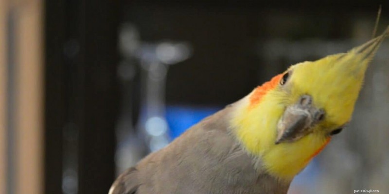 Should Cockatiels Be Covered at Night? A Practical Guide for Owners