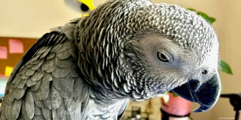 How Much Does an African Grey Parrot Cost? A Comprehensive Guide to Pricing and Ownership