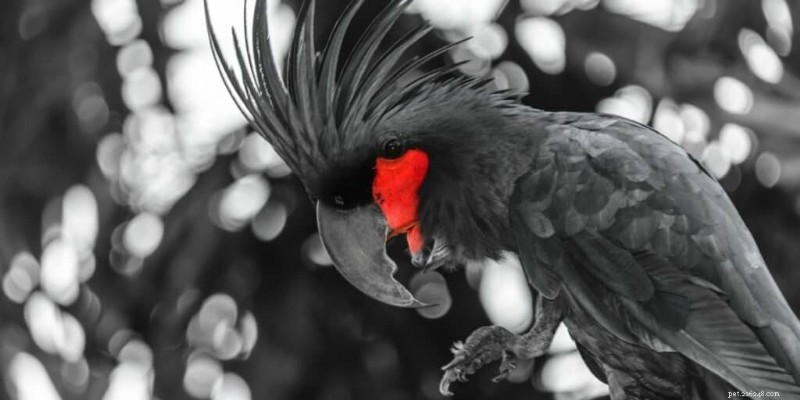 Black Palm Cockatoo Cost Explained: Why These Majestic Birds Are So Expensive