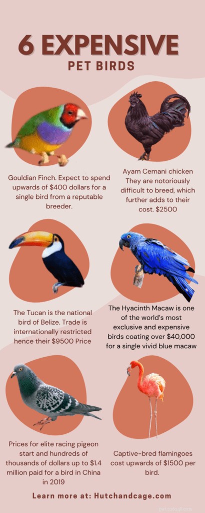 Black Palm Cockatoo Cost Explained: Why These Majestic Birds Are So Expensive