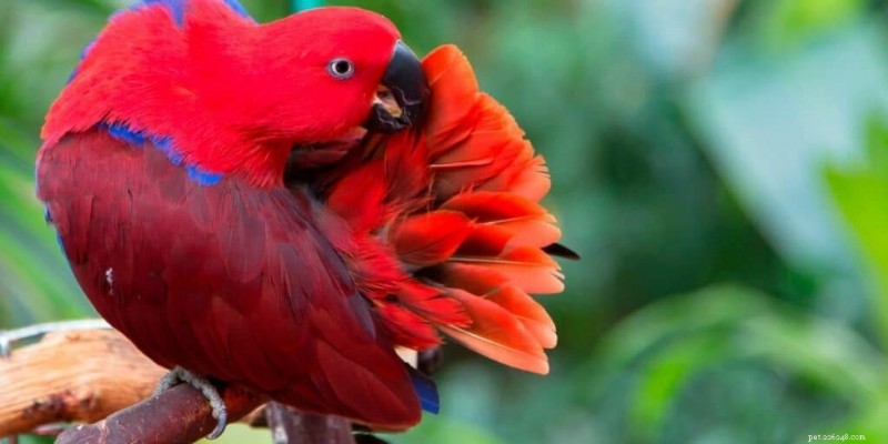 The Ultimate Guide to Red Parrots: 5 Stunning Species Explained