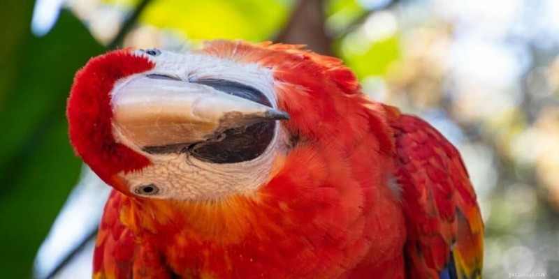The Ultimate Guide to Red Parrots: 5 Stunning Species Explained