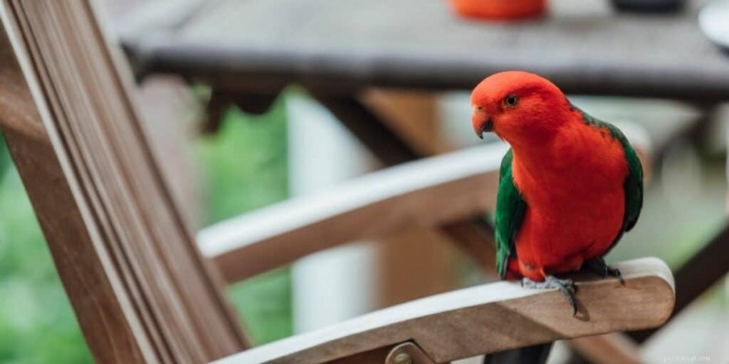 The Ultimate Guide to Red Parrots: 5 Stunning Species Explained