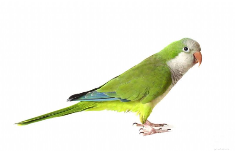 Can You Own a Parrot in California? (Yes, Most Are Allowed)