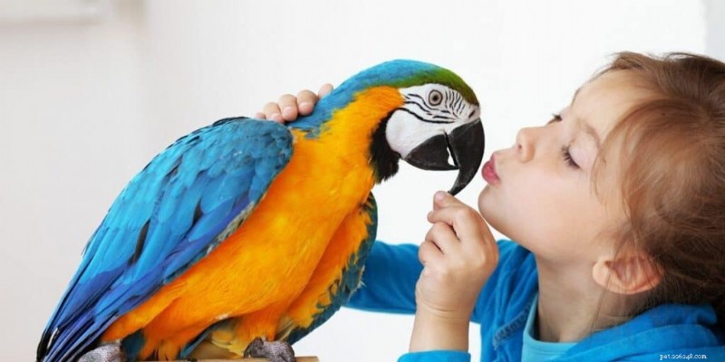 Do Parrots Truly Kiss? A Professional Guide to Their Affectionate Behavior