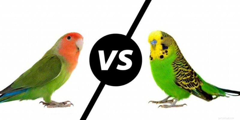 Lovebirds vs. Parakeets: What Sets These Popular Parrots Apart?
