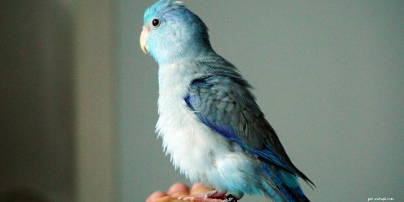 7 Quiet Pet Birds That Won’t Disturb Your Neighbors