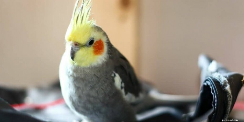 7 Quiet Pet Birds That Won’t Disturb Your Neighbors