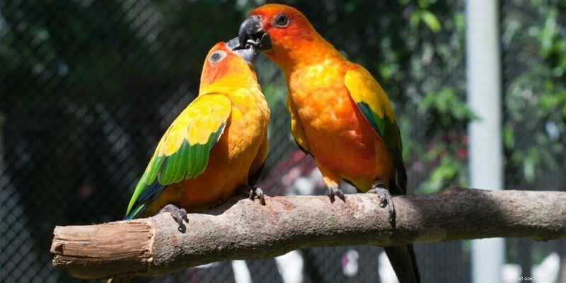 The Complete Guide to Parrot Mating: Behaviors, Biology, and Care
