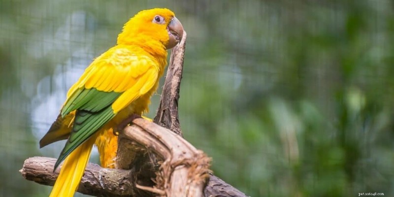 7 Exotic Pet Birds: Expensive, Rare, and Care‑Intensive