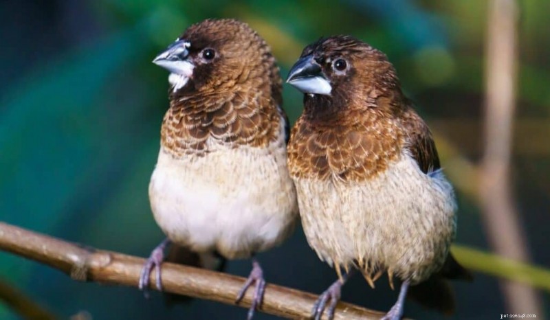 Top 5 Pet Finches: Expert Care & Selection Guide
