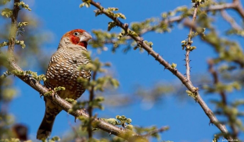 Top 5 Pet Finches: Expert Care & Selection Guide