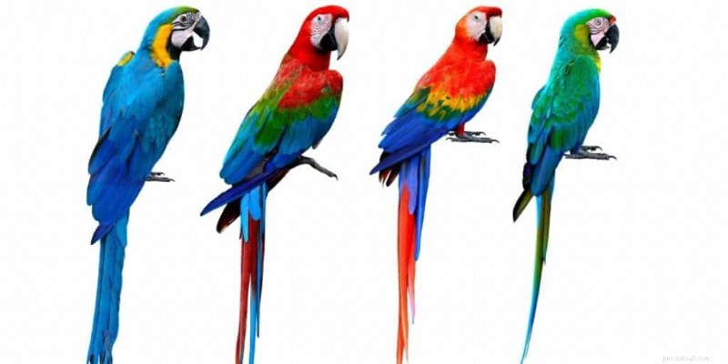 25 Incredible Macaw Facts: Surprising Insights & Expert Care Tips