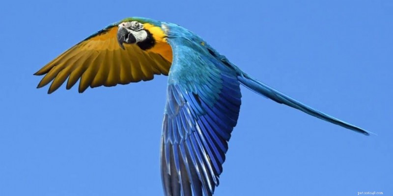 25 Incredible Macaw Facts: Surprising Insights & Expert Care Tips