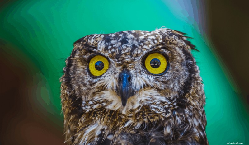 Owls as Pets: Legal, Practical, and Why They’re Not the Best Choice
