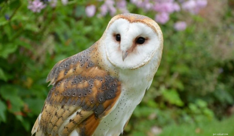 Owls as Pets: Legal, Practical, and Why They’re Not the Best Choice