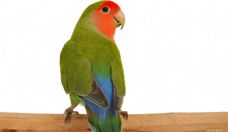Discover 9 Lovebird Species: Traits, Care, and Rarity