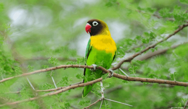 Discover 9 Lovebird Species: Traits, Care, and Rarity