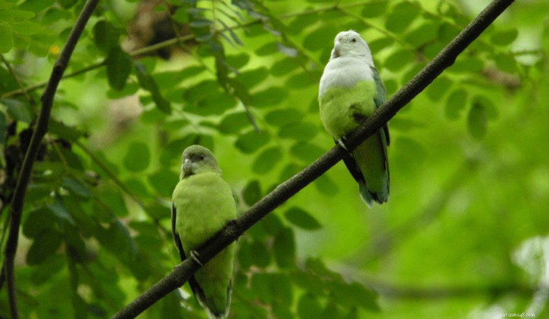 Discover 9 Lovebird Species: Traits, Care, and Rarity