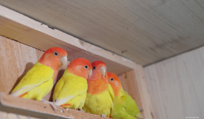 Discover 9 Lovebird Species: Traits, Care, and Rarity