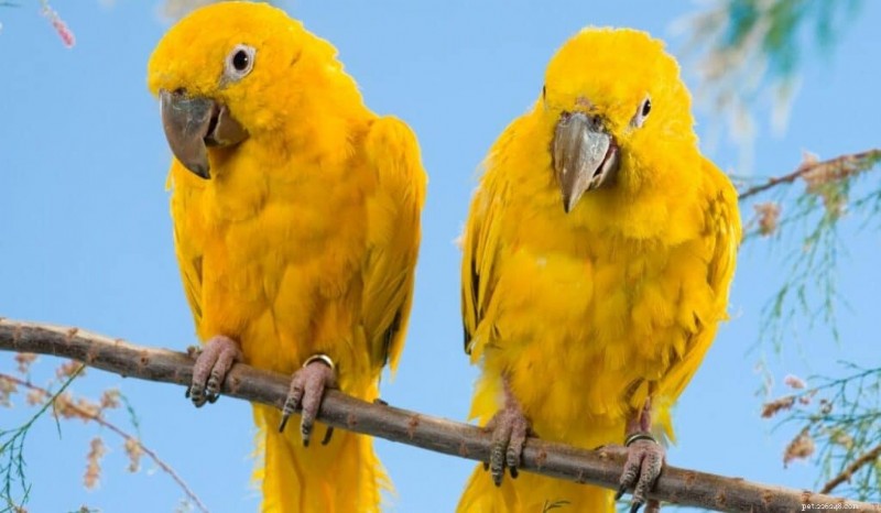 7 Rare Pet Birds That Set You Apart