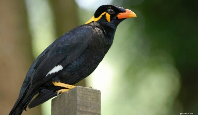 7 Rare Pet Birds That Set You Apart
