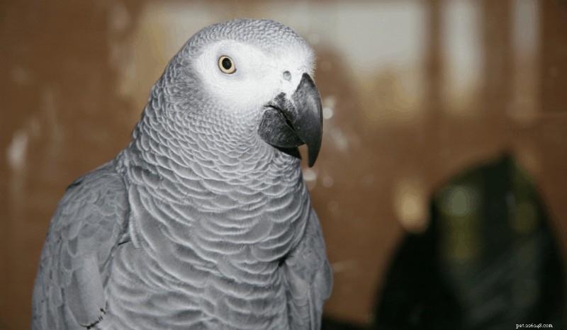Top 7 Friendly Pet Birds: Intelligent, Loving, and Family‑Friendly Choices